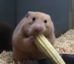 hamster abajoue Hamster vs Jeune épi de maïs