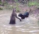 mare Un kangourou essaie de noyer un chien