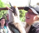 cri rire kookaburra Un kookaburra rit avec les visiteurs d'un zoo
