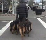 chien allemand berger Promener 5 bergers allemands sans laisse