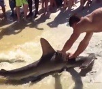 requin Un requin-marteau fait croire à un accouchement sur une plage