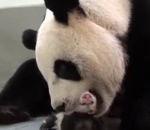 maman retrouvailles Une maman panda retrouve son bébé