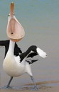 pelican bec La gueule grande ouverte