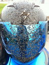 moustique moto Moustiques sur un casque