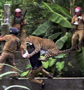 homme attaque Attaque d'un léopard