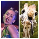girafe langue miley Miley Cyrus vs Girafe