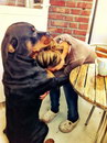 femme Un chien console une femme
