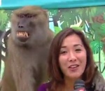 journaliste Un babouin pelote une journaliste