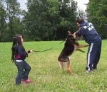 chien attaque Une fille de 5 ans protégée par un berger allemand