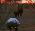 charge cameraman Caméraman vs Rhinocéros