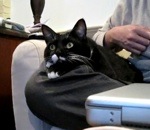 chat Chat absorbé par une émission de télé