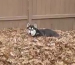 husky Chien husky dans un tas de feuilles