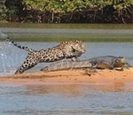 surprise Un jaguar attaque un crocodile