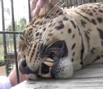 ronron caresse Un léopard ronronne
