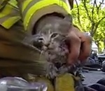 sauvetage Un pompier sauve un chaton