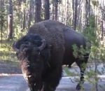 bison calme Rencontre avec un bison