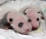 bebe zoo panda Les 100 premiers jours de bébés pandas jumeaux 