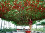 plantation Plantation de tomates