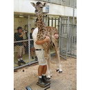 girafe bebe Peser un bébé girafe