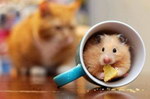 hamster Attention au chat !