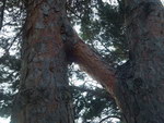 branche arbre Une inosculation entre deux arbres