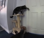 chat Un chat ouvre la porte à un chien