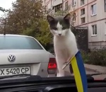 chat peur voiture Chat vs Essuie-glace