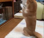 cage chaton priere Un chien vénère un chaton
