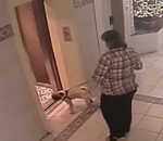 laisse ascenseur chien Chien vs Ascenseur