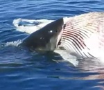 baleine requin morte Des requins mangent une baleine morte