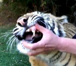 pince tigre Arracher une dent de lait à un tigre