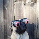 carlin chien Carlin à lunettes