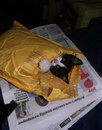 chaton Chaton dans une enveloppe