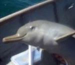 sauvetage plastique Bébé dauphin sauvé d'un sac plastique