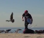 oiseau Invasion de mouettes sur la plage (Prank)