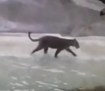 attaque zoo Jaguar vs Héron