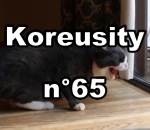 koreusity compilation novembre Koreusity n°65