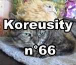 koreusity compilation novembre Koreusity n°66