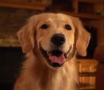 chien Petchatz, une webcam pour les chiens
