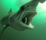 drague Attaque d'un requin mako filmée par une GoPro