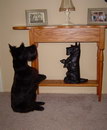 chien Un chien imite une statue