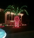 palmier arbre Palmier décoré avec des guirlandes