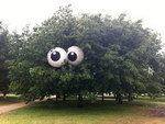 oeil Un arbre avec des yeux