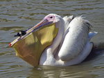 bec pelican Un pélican essaye d'avaler un canard