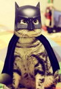 batman BatCat