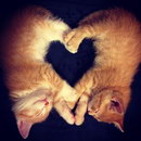 chat chaton coeur Coeur de chatons