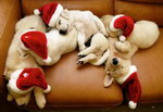 chiot Les lutins du Père Noël sont fatigués
