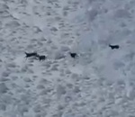 chamois Des chamois échappent à une avalanche