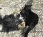 immobilisation chat Un chat catcheur immobilise un chien