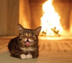 feu Un chat devant un feu de cheminée